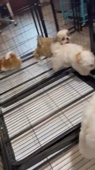 Shihtzu in Spring Hill, Florida