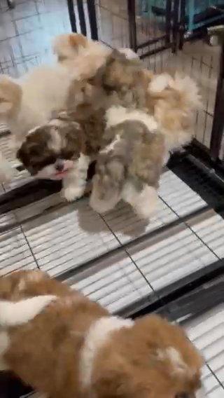 Shihtzu in Spring Hill, Florida