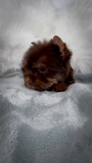 Choc Male in Jackson, Tennessee