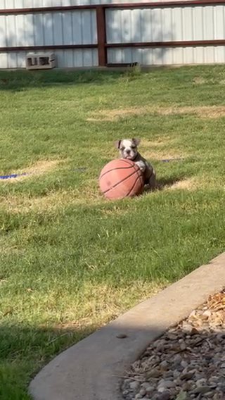 Tiny English Bulldog Boy in Andrews, Texas