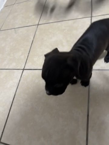 Pitbull/ Bull Dog Mix in Killeen, Texas
