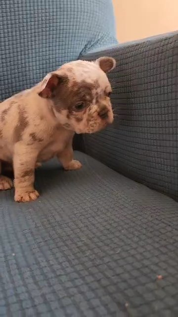 French Bulldog Male Lilac Merle in Apple Valley, Minnesota