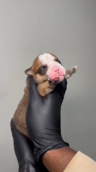English Bulldog Puppy in Atlanta, Georgia