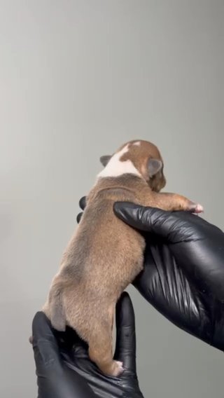 English Bulldog Puppy in Atlanta, Georgia
