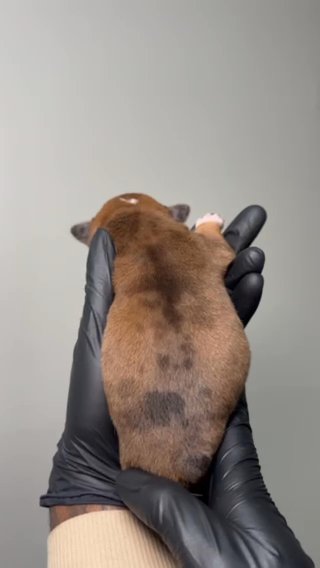 Merle English Bulldog Puppy in Atlanta, Georgia