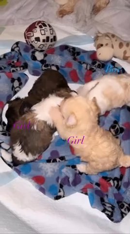 Baby maltipoo in Concord, North Carolina