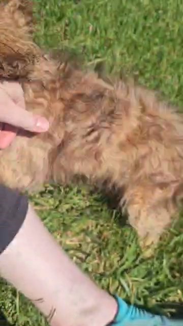 Daubie in Danville, Kentucky