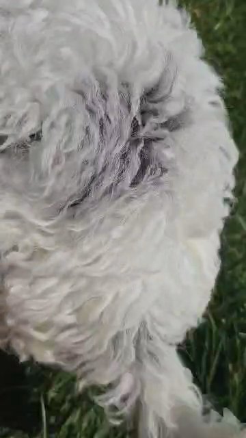 Cockapoo Female in Danville, Kentucky