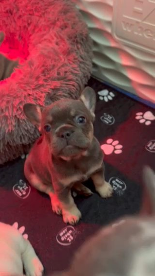 AKC French Bulldog in Fontana, California
