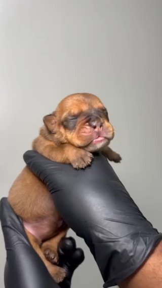 English Bulldog Puppy in Atlanta, Georgia