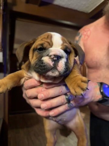 Male English Bulldog in Wheeling, West Virginia