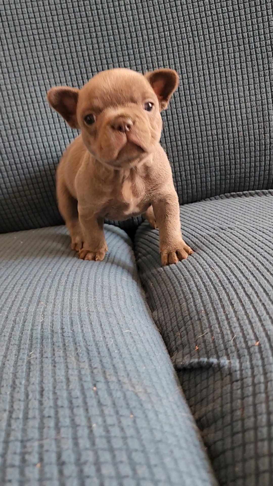 Lilac French Bulldog Male Echo in Apple Valley, Minnesota