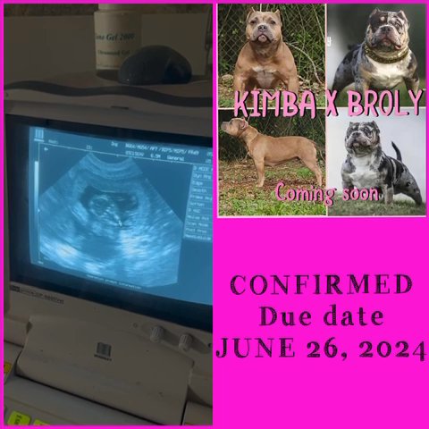 Pups Will Be Here Soon in Ocala, Florida