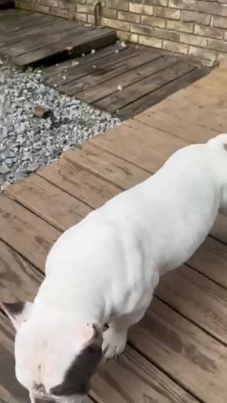 Adult Female Micro Bully in Augusta, Georgia