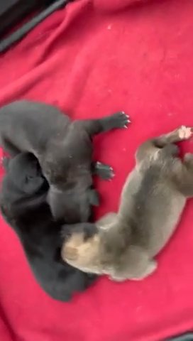 Adorable Cane Corso Puppies- Mia in Spring Lake, North Carolina
