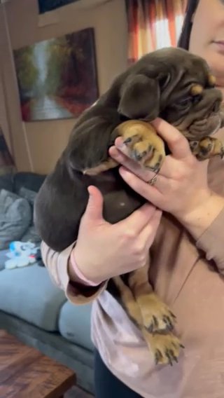 Chocolate Female in Cambridge, Ohio