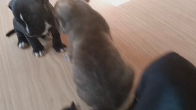American Bully XL pups in Fredericksburg, Virginia