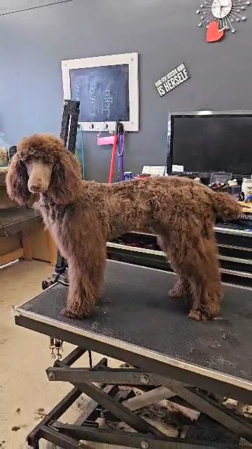 standard poodle female in Rochester, New York