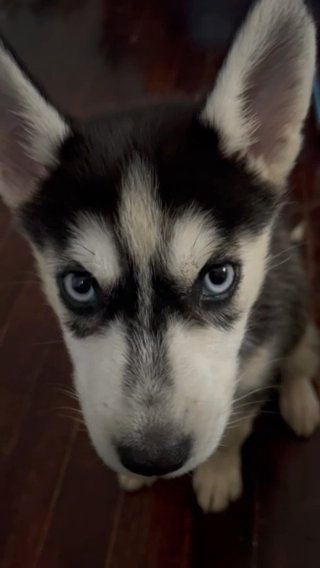 Siberian Husky in Houston, Texas