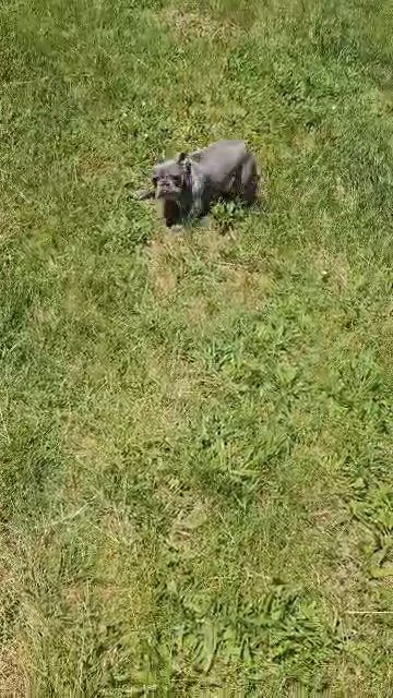 akc micro lilac and tan frenchie in Lenox, Michigan