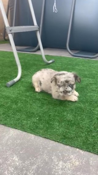 Male Excotic Lilac And Tan Merle Fluffy in Miami, Florida