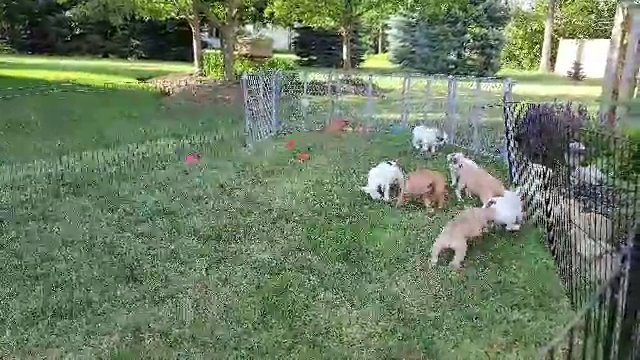 8 week old French Bulldog Puppies in Fort Wayne, Indiana