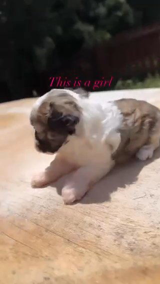 maltipoo girl in Concord, North Carolina