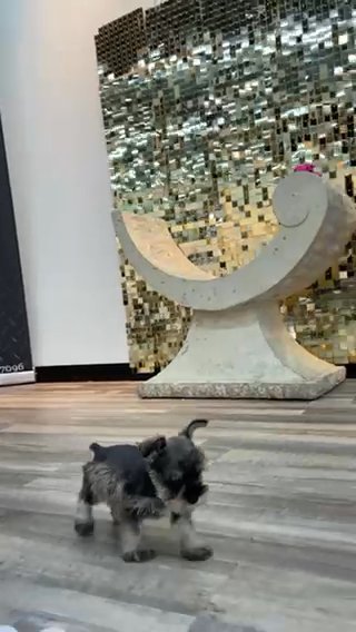 8 Week Mini Schnauzer Female in Houston, Texas