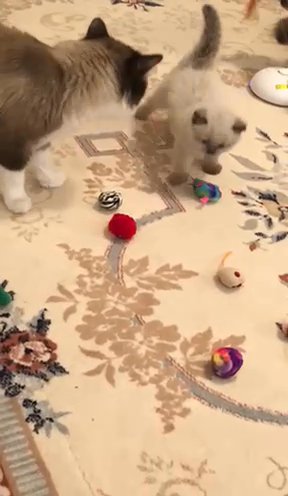 Ragdoll in Beaverton, Oregon