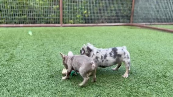 New Shade Fluffy Carrier Male in Weatherford, Texas
