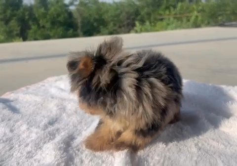 Merle Male Yorkie in Weatherford, Texas
