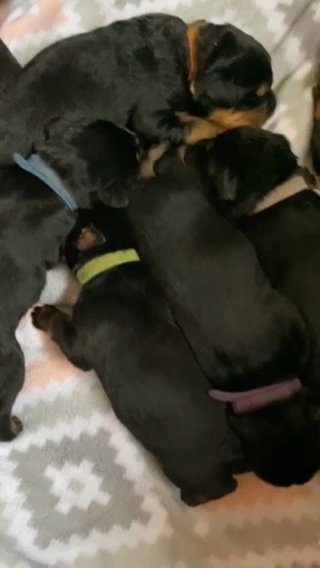 Rottweiler Puppies in Coshocton, Ohio