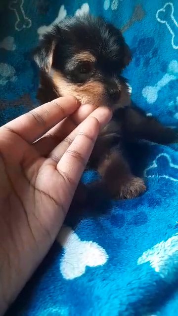 traditional female yorkie in Charlotte, North Carolina