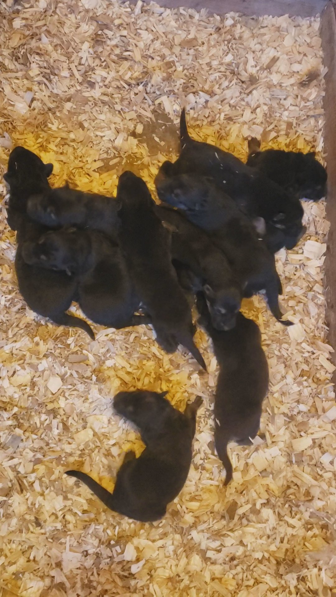 German shepherd (males ) in Grand Island, Nebraska