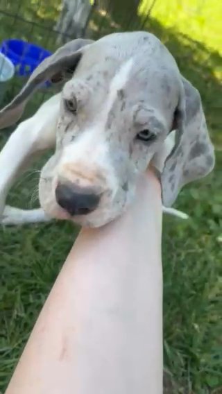 Switch Akc Great Dane in Gastonia, North Carolina