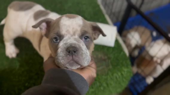 Micro, Bully female available in Derry, New Hampshire