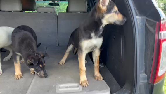 German Shepard Females in Cambridge, Maryland