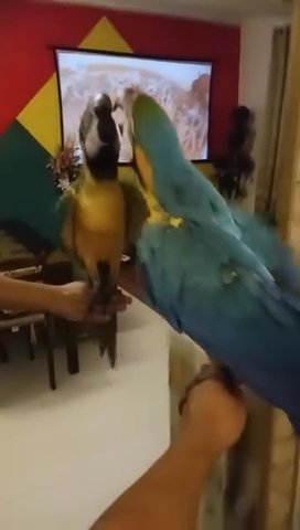 Blue And Gold Macaw Parrot For Sale! in Austin, Texas