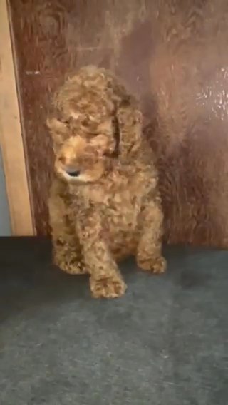 Goldendoodle Boy in Weatherford, Texas