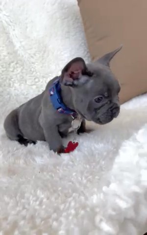 Elliot Blue Male in Fort Lauderdale, Florida