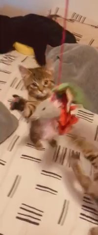 Two Male Tabby Kittens for Sale in Lakewood, Washington