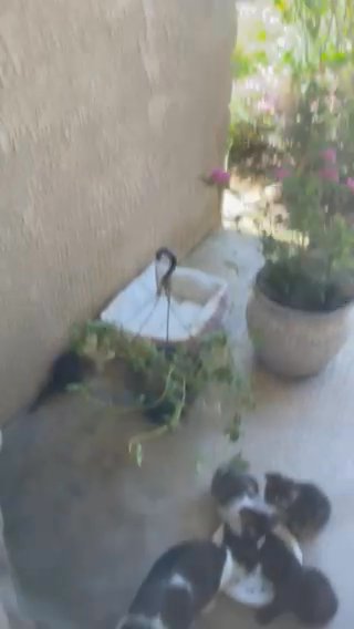 Six Week Old Kittens Available in Bakersfield, California