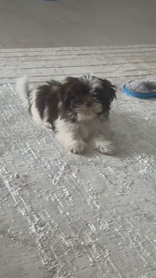 Shih Tzu Puppy in Miami Beach, Florida