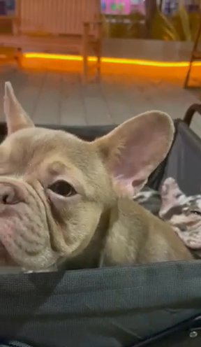 Frenchie Puppies in Fort Lauderdale, Florida