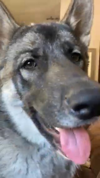 Husky x German Shepard in Indianapolis, Indiana