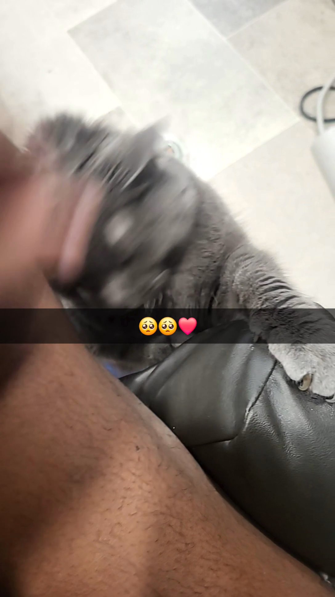senior cat needing to rehome ASAP in Xenia, Ohio