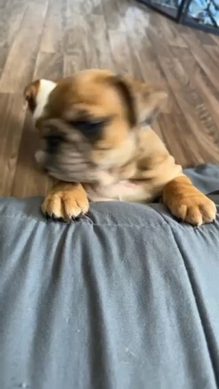 Merle Fawn Bulldog in Cambridge, Ohio
