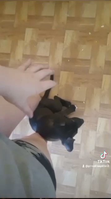 puppy for sell in San Angelo, Texas