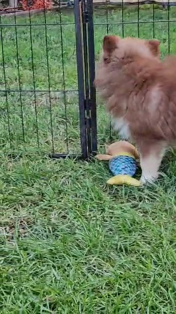 Meet Gigi in Los Angeles, California