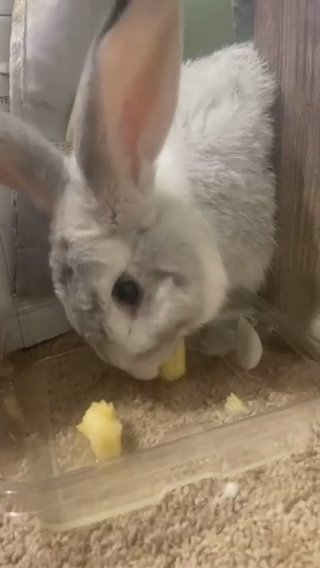 Flemish Rabbit in Anderson, South Carolina